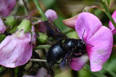 Xylocope violette