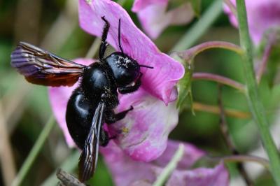 Xylocope violette