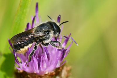<i>Osmia</i>