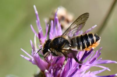Mégachile du rosier
