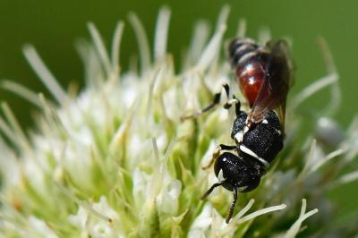 <i>Hylaeus variegatus</i>