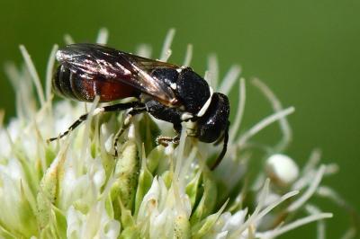 <i>Hylaeus variegatus</i>