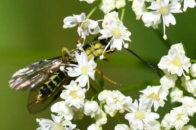 <i>Cephus spinipes</i>