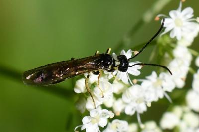 <i>Cephus spinipes</i>