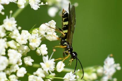 <i>Cephus spinipes</i>