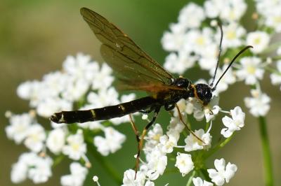 <i>Calameuta filiformis</i>