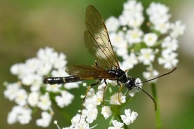<i>Calameuta filiformis</i>