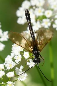 <i>Calameuta filiformis</i>