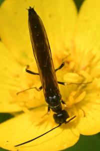 <i>Calameuta filiformis</i>