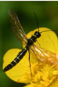 <i>Calameuta filiformis</i>