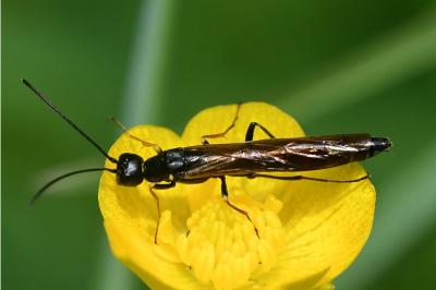 <i>Calameuta filiformis</i>