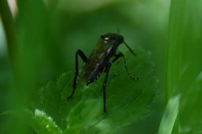<i>Macrophya militaris</i>