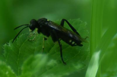 <i>Macrophya militaris</i>
