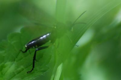 <i>Macrophya militaris</i>