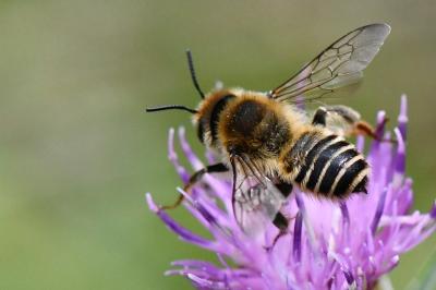 <i>Lithurgus cornutus</i>