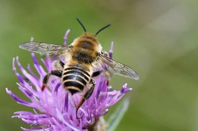 <i>Lithurgus cornutus</i>