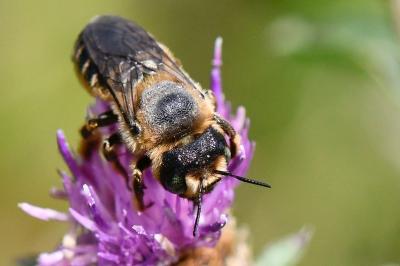 <i>Lithurgus cornutus</i>
