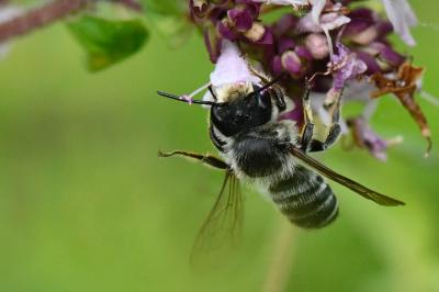 <i>Megachile</i>