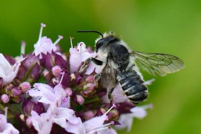 <i>Megachile</i>