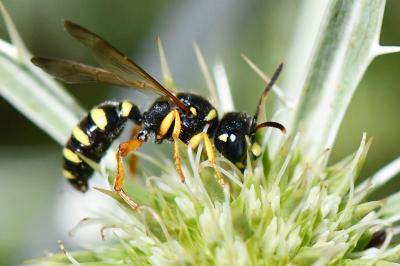 <i>Cerceris ruficornis</i>