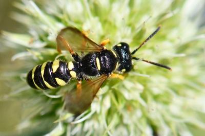 <i>Cerceris ruficornis</i>