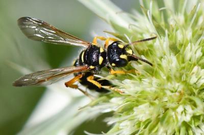 <i>Cerceris ruficornis</i>