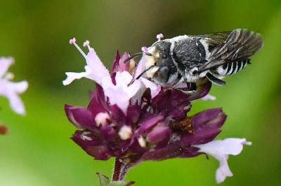 <i>Coelioxys</i>