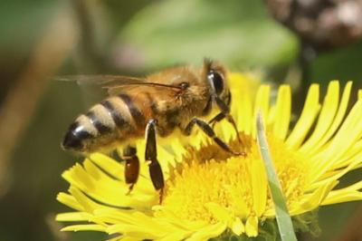 Abeille domestique