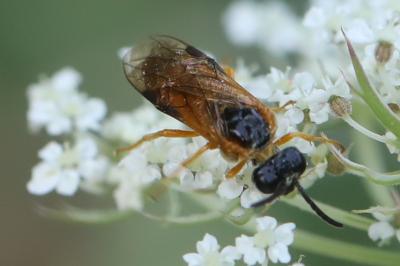<i>Selandria serva</i>