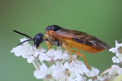 <i>Selandria serva</i>