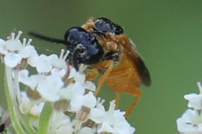 <i>Selandria serva</i>