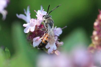 Lasioglossum albipes