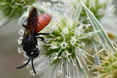 Sphecodes albilabris
