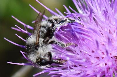 Bombus veteranus