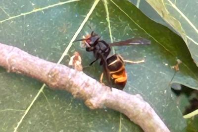 Frelon à pattes jaunes