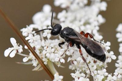 Tiphia femorata