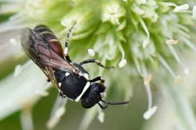 <i>Hylaeus variegatus</i>