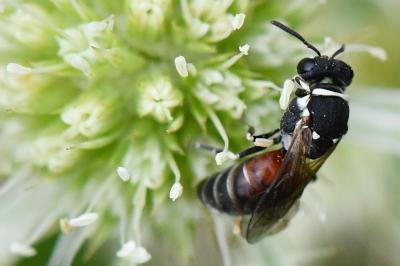 <i>Hylaeus variegatus</i>