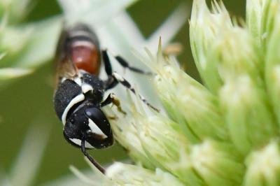 <i>Hylaeus variegatus</i>