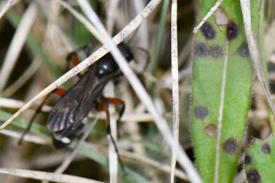 <i>Cryptocheilus versicolor</i>