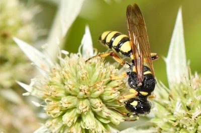 <i>Cerceris flavicornis</i>