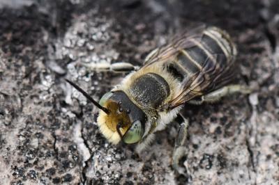 <i>Megachile</i>