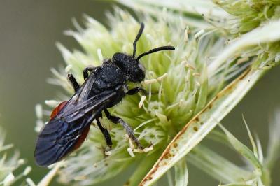 <i>Sphecodes albilabris</i>