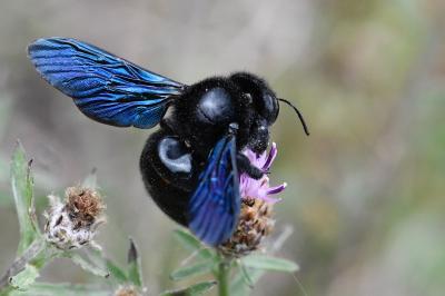 Xylocope violette