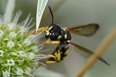 <i>Cerceris flavicornis</i>