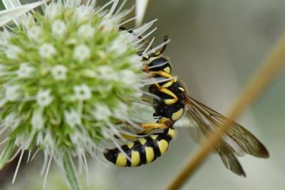 <i>Cerceris flavicornis</i>