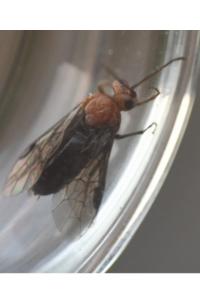 <i>Hemichroa australis</i>