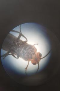 <i>Hemichroa australis</i>