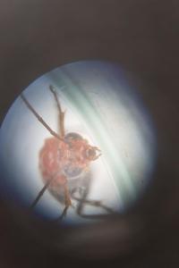 <i>Hemichroa australis</i>