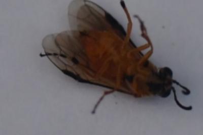 <i>Athalia circularis</i>